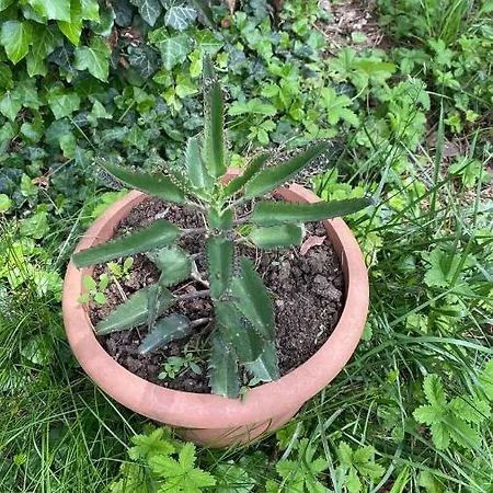 Bujtina Uji I Panjes, Log Dukat