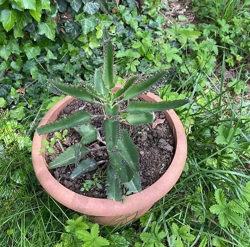 Bujtina Uji I Panjes, Llogara Dukat